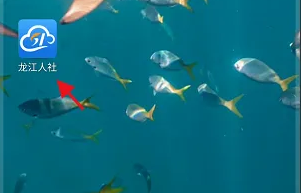 龙江人社人脸识别认证怎么查上次的刷脸日期 龙江人社查询认证记录信息教程