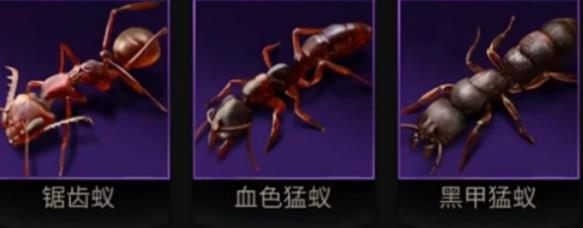 小小蚁国全运输蚁阵容怎么搭配 小小蚁国全运输蚁阵容搭配攻略