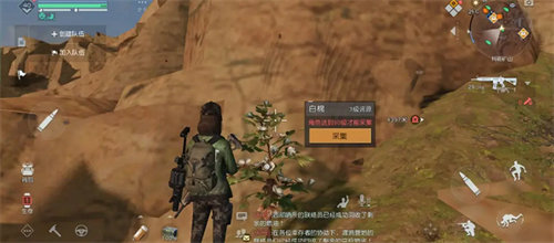 黎明觉醒生机白棉籽怎么获得 获取方法攻略